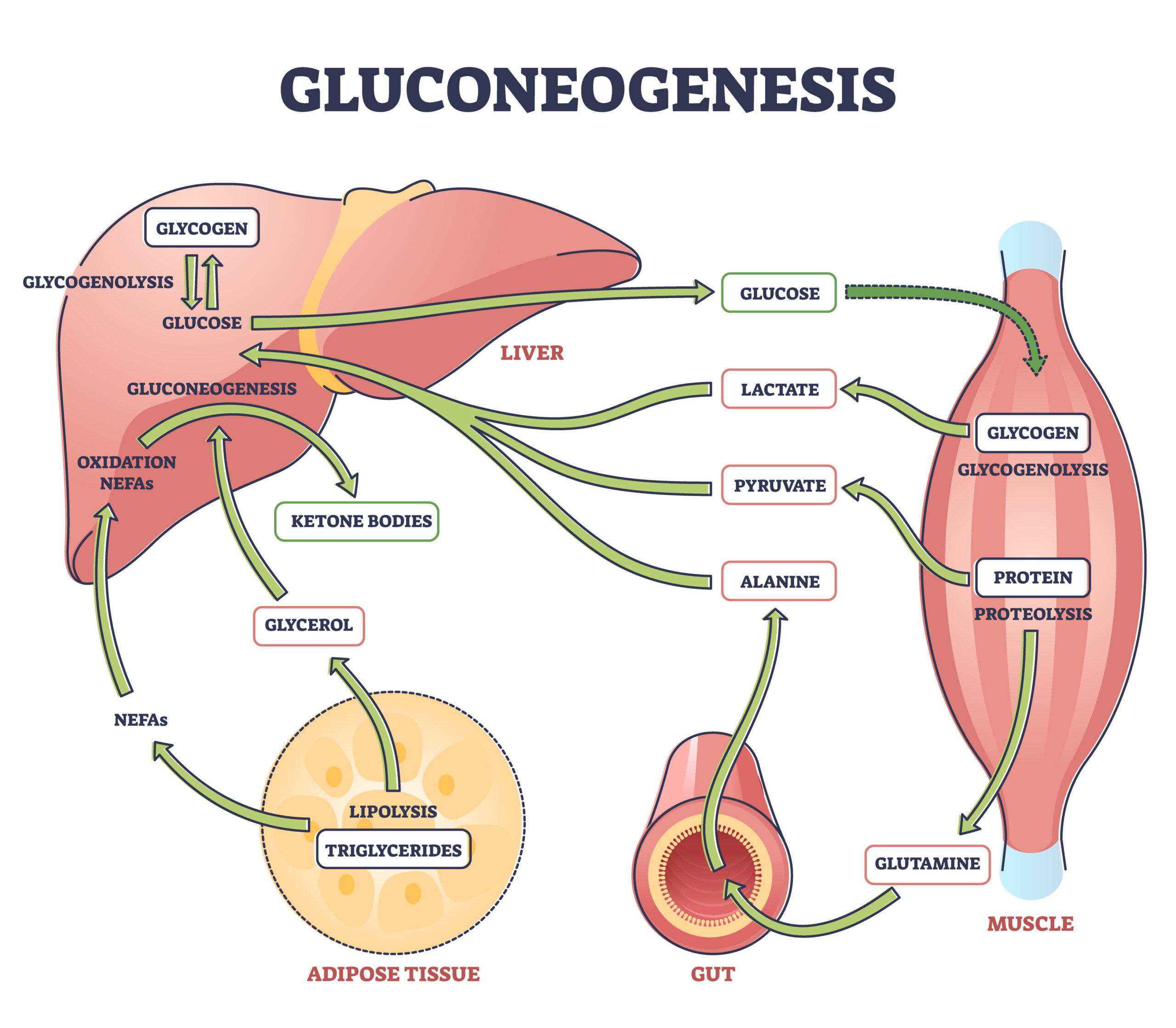 Gluconeogenesis GNG metabolic pathway for glucose generation out